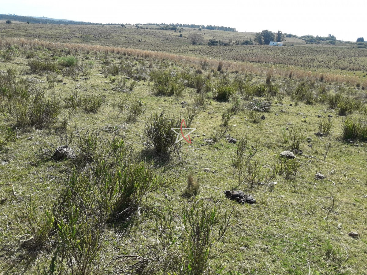 Campo en las Cañas de 59 has, cuenta con casa, luz, instrucciones para trabajar con ganado, arroyo, cañada y monte natural. Consulte!!!!! - GoPunta - Portal Inmobiliario de Punta del Este - Maldonado