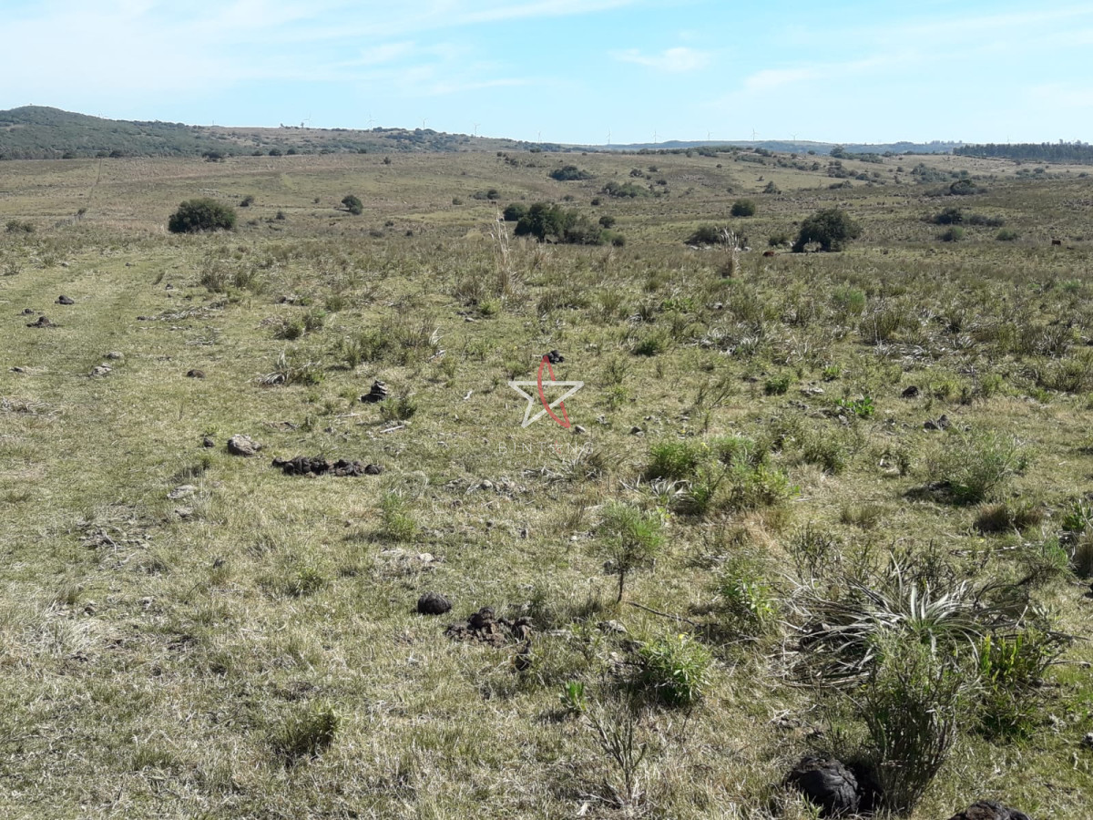Campo en las Cañas de 59 has, cuenta con casa, luz, instrucciones para trabajar con ganado, arroyo, cañada y monte natural. Consulte!!!!! - GoPunta - Portal Inmobiliario de Punta del Este - Maldonado