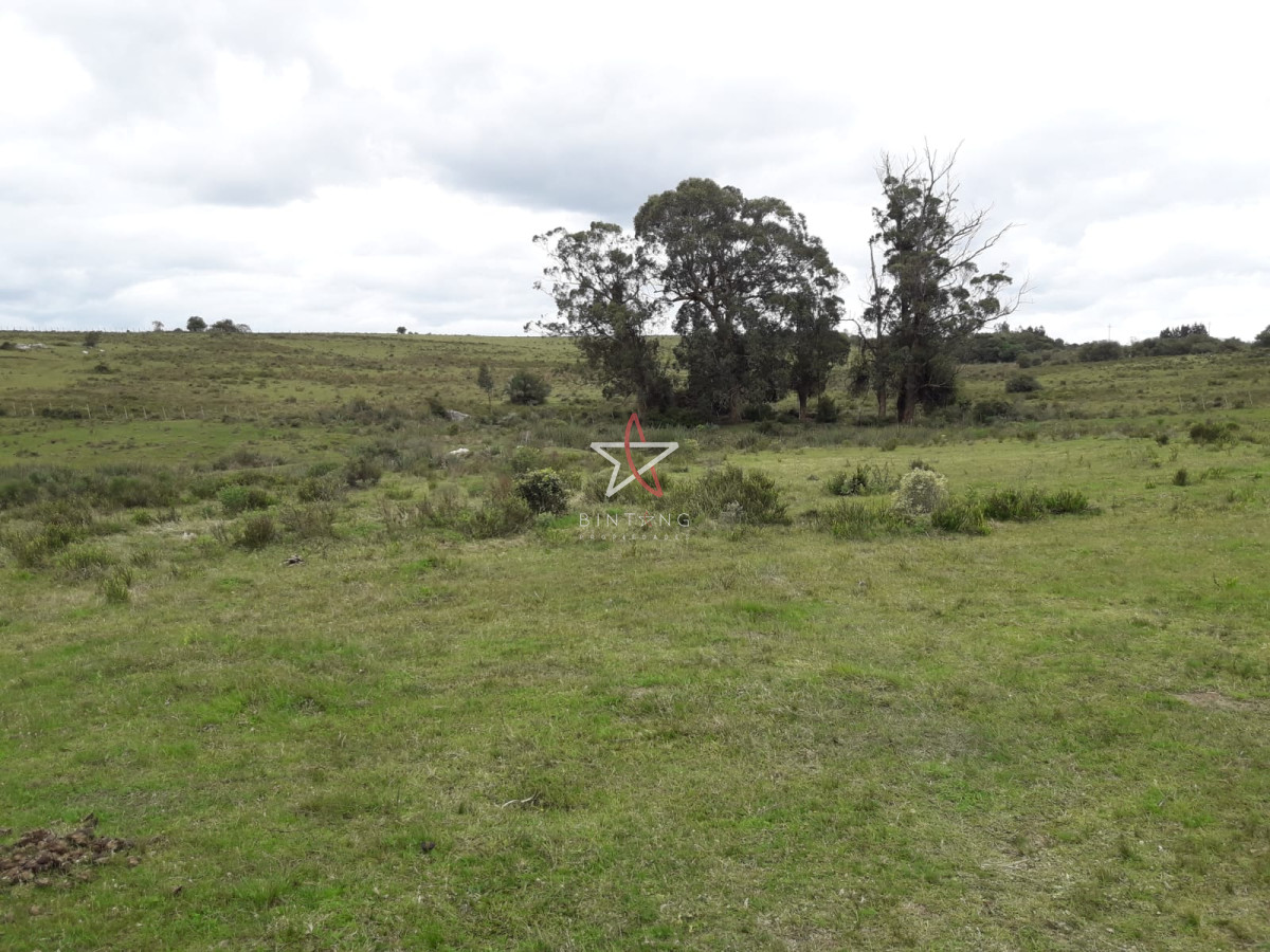 Campo en las Cañas de 59 has, cuenta con casa, luz, instrucciones para trabajar con ganado, arroyo, cañada y monte natural. Consulte!!!!! - GoPunta - Portal Inmobiliario de Punta del Este - Maldonado