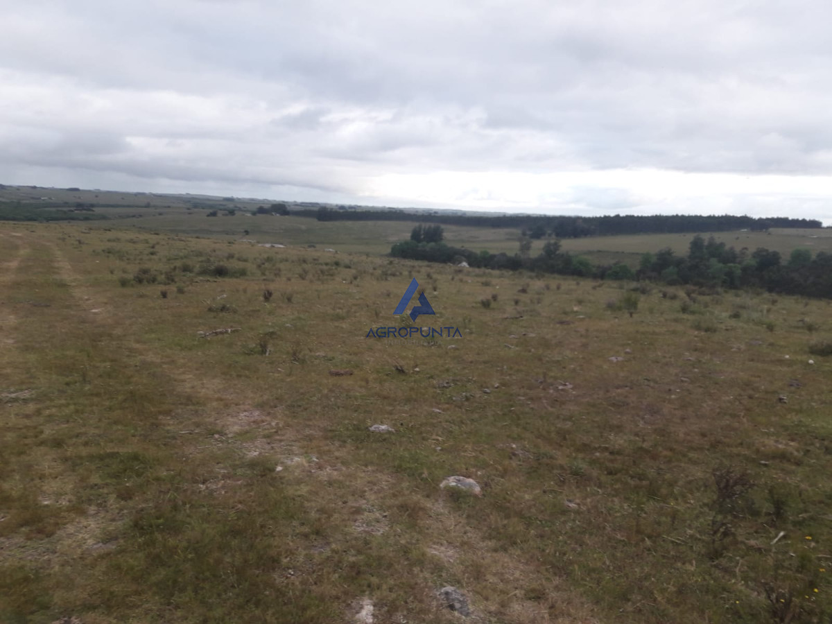 Campo de 47 has en Paraje los Caracoles   Consulte !!!!! - GoPunta - Portal Inmobiliario de Punta del Este - Maldonado