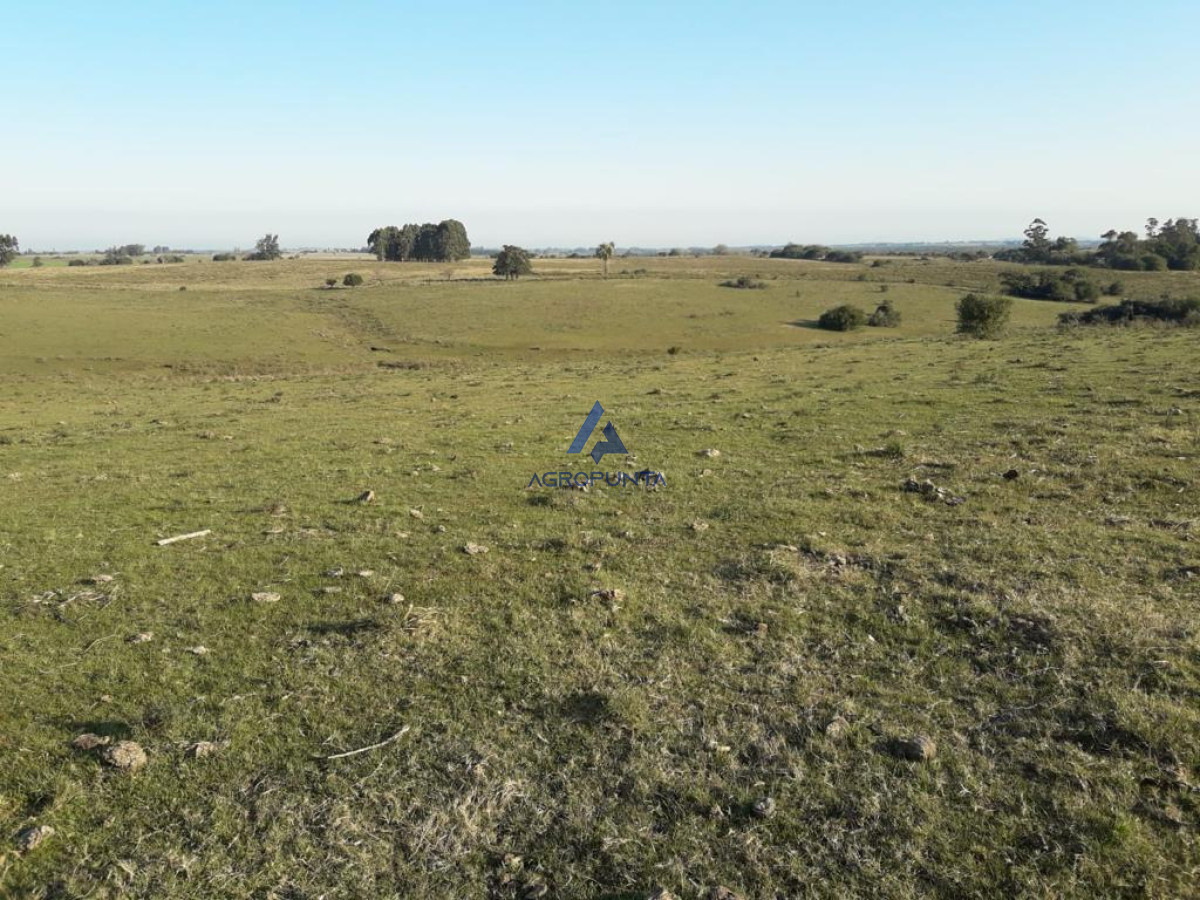 Campo de 66 has con 1991 m2   En Corte la Leña   Consulte!!! - GoPunta - Portal Inmobiliario de Punta del Este - Maldonado