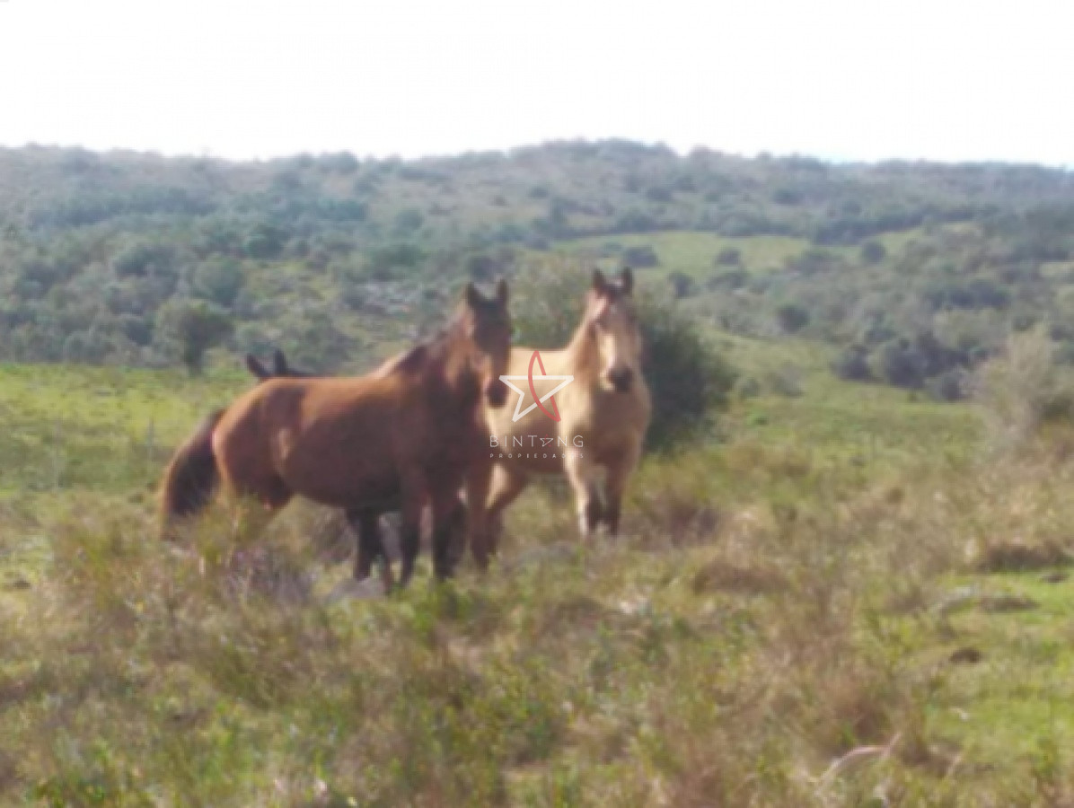 campo agricola ganadero sobre ruta 13 a 5 kilómetros de aigua - GoPunta - Portal Inmobiliario de Punta del Este - Maldonado