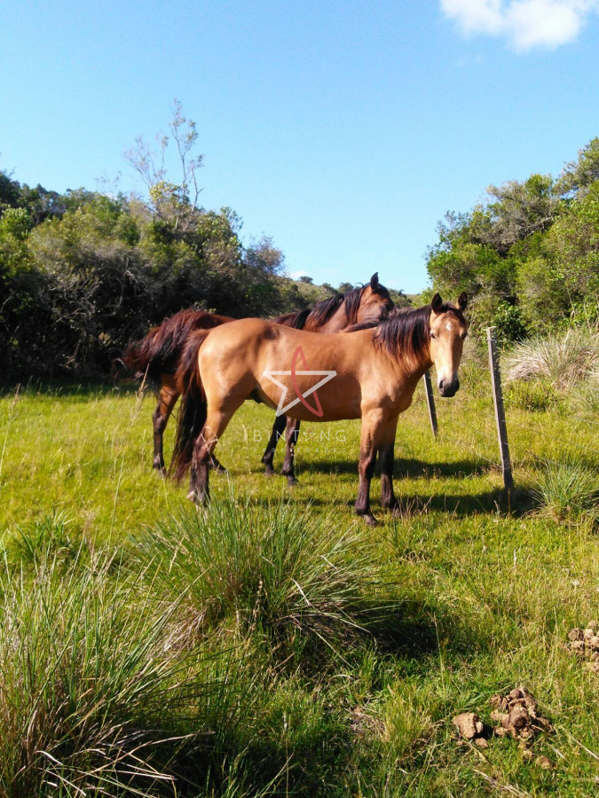 campo agricola ganadero sobre ruta 13 a 5 kilómetros de aigua - GoPunta - Portal Inmobiliario de Punta del Este - Maldonado