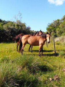 campo agricola ganadero sobre ruta 13 a 5 kilómetros de aigua 