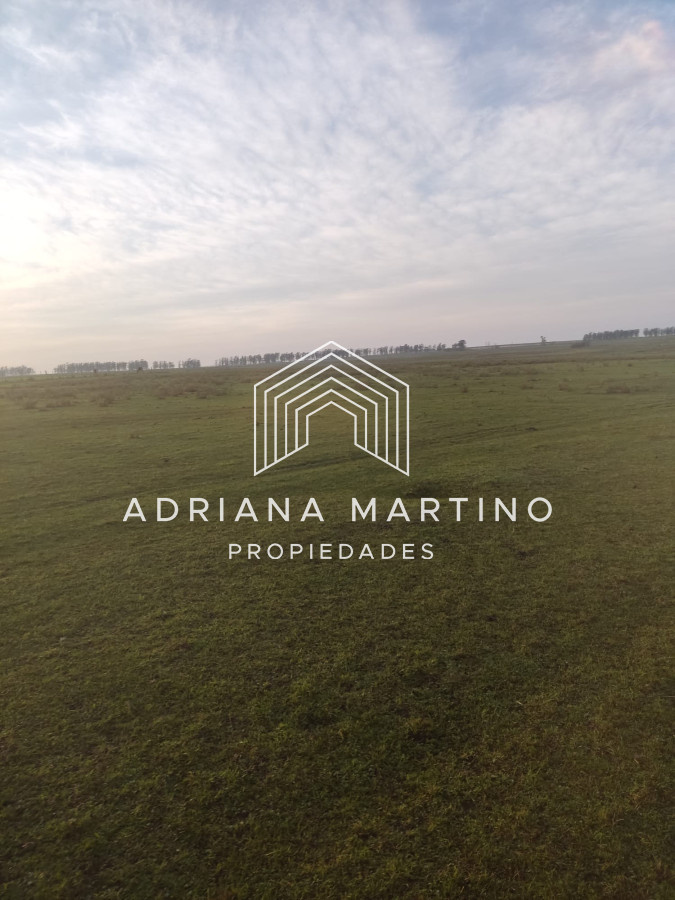 CAMPO GANADERO EN PAYSANDÚ   1000 HÁS - GoPunta - Portal Inmobiliario de Punta del Este - Maldonado