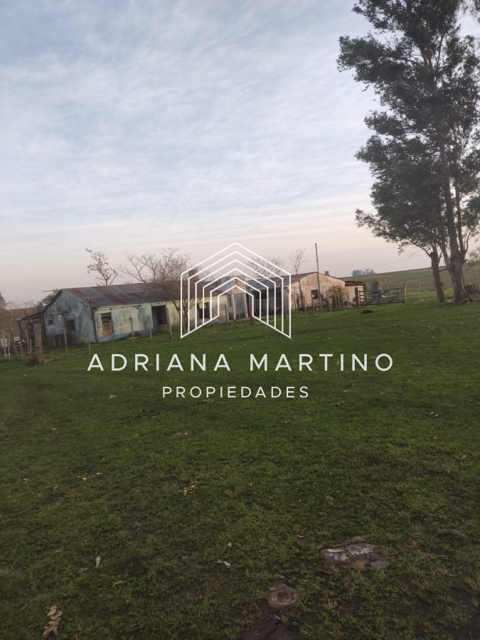 CAMPO GANADERO EN PAYSANDÚ   1000 HÁS - GoPunta - Portal Inmobiliario de Punta del Este - Maldonado