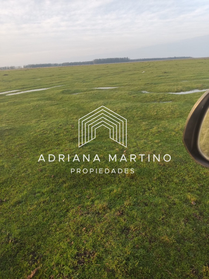 CAMPO GANADERO EN PAYSANDÚ   1000 HÁS - GoPunta - Portal Inmobiliario de Punta del Este - Maldonado