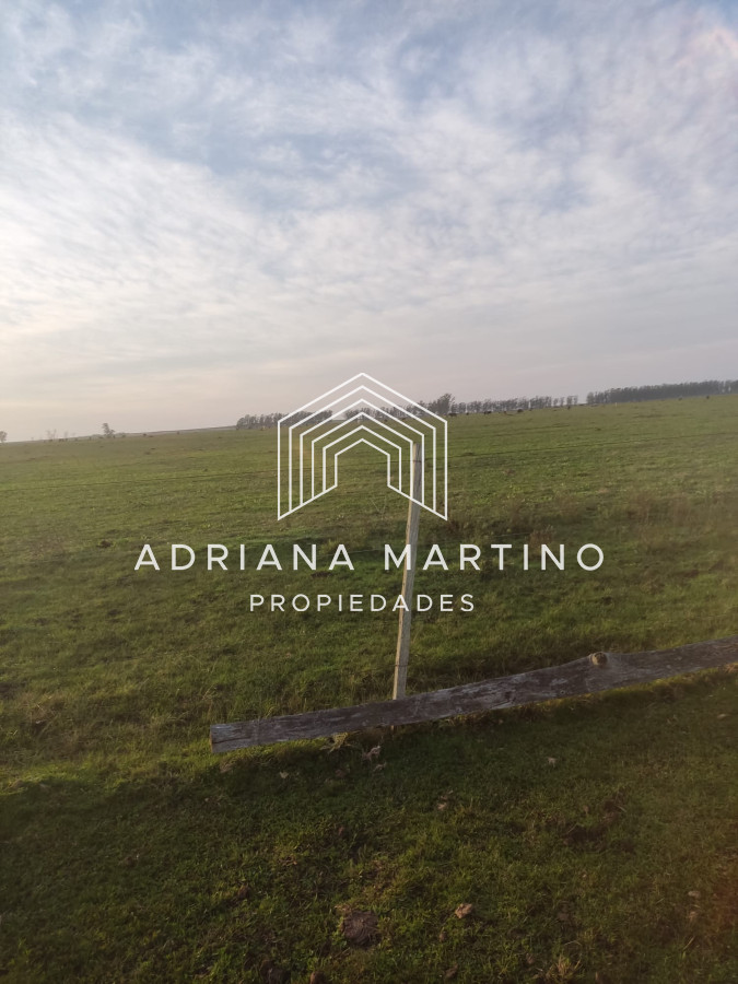 CAMPO GANADERO EN PAYSANDÚ   1000 HÁS - GoPunta - Portal Inmobiliario de Punta del Este - Maldonado