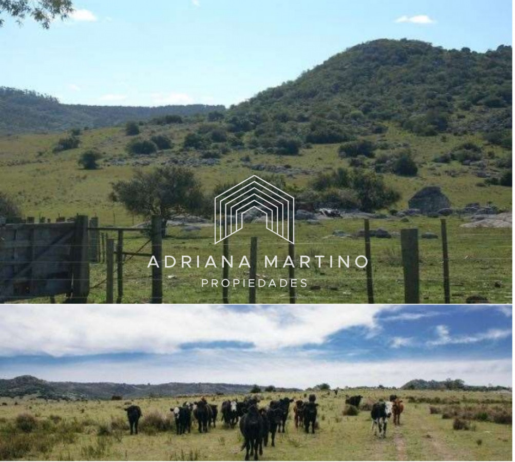 Hermoso Campo en Lavalleja . - GoPunta - Portal Inmobiliario de Punta del Este - Maldonado