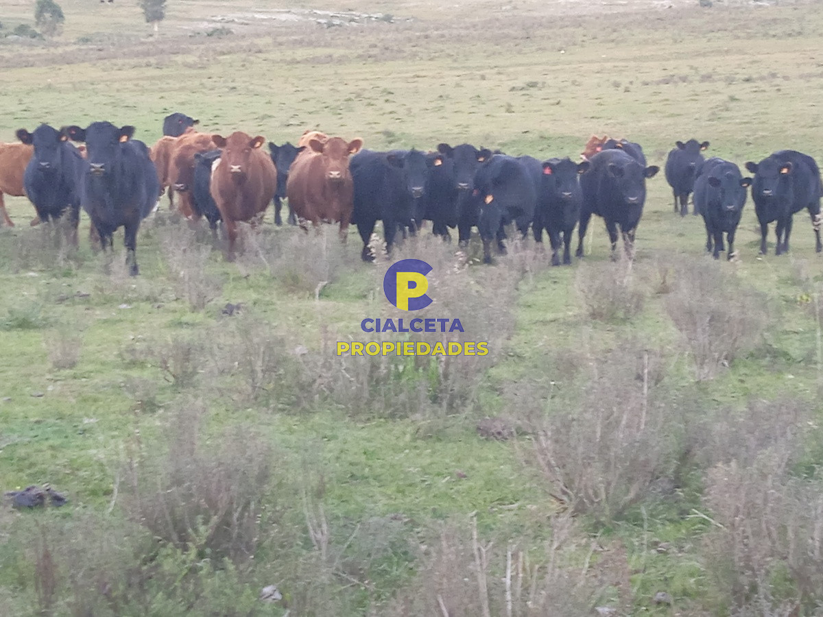 Aiguá - GoPunta - Portal Inmobiliario de Punta del Este - Maldonado